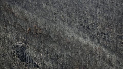 Una plantaci�n de pinos quemados cerca del Alto do Boi tras el gran incendio del 2022
