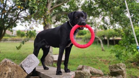 Fosco, un perro que se perdi recientemente y recorri diez kilmetros por el Camino Portugus hasta que los peregrinos avisaron de su presencia. 