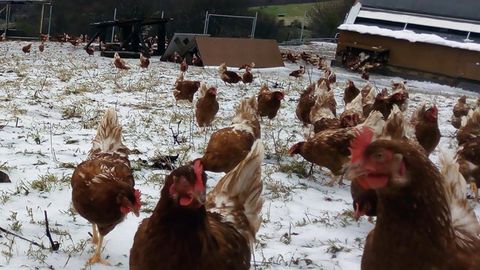 Gallinas al aire libre en la finca de Boal de PitaSana