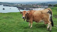 Una vaca sana de una explotacin ganadera asturiana