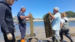 Entrega de semilla de almeja babosa a los mariscadores de O Burgo.