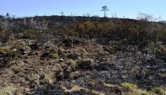 El calor de los �ltimos d�as facilit� que se propagase un fuego que parece intencionado. 