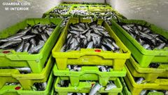 Las 190 cajas de sardina intervenidas antes de su traslado al puerto de Vigo para el pesaje y custodia.<br />�<br />�<br />�<br />