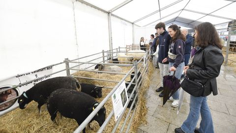 Feria de ganado ExpoLugo, junto a O Vello Cárcere