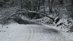 Un �rbol ca�do en la ma�ana de ayer en la carretera que une la capital municipal de A Pobra do Broll�n y Vilach� de Salvadur