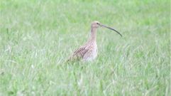 Uno de los �ltimos zarapitos reales de Espa�a, que anida en Lugo