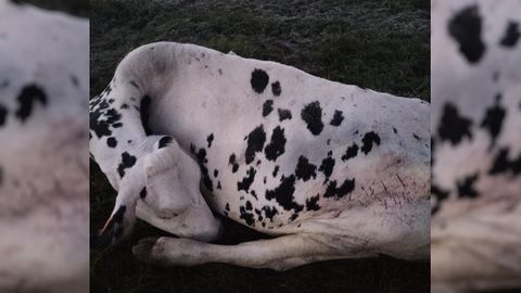 El animal apareci muerto, con marcas visibles en su cuerpo.