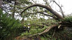 �rbol ca�do por el fuerte viento en Pant�n