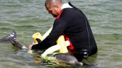 Lucha para devolver un delf�n al mar