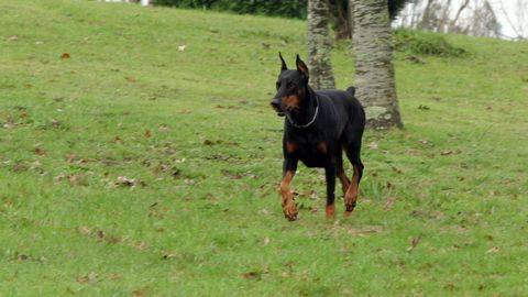 Un perro de raza doberman en una imagen de archivo