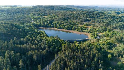 Amplia masa de pinos en Guitiriz alrededor del pantano de San Xo&aacute;n, que abastece a la capital del municipio y alrededores 