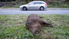 Los jabal�es causan tres de cada cuatro accidentes de tr�fico con animales