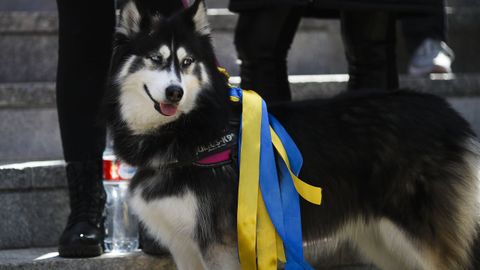 Un husky siberiano lleva una escarapela con los colores de la bandera ucraniana, en la  Plaza de la Constitucin de Fuenlabrada, Madrid