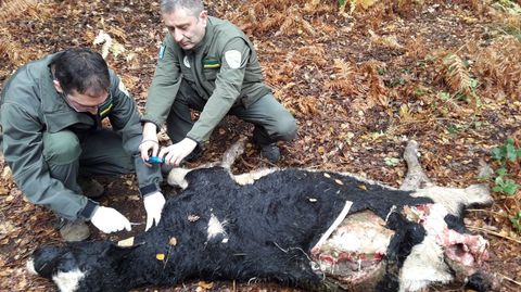 Ataque de lobos a una explotaci�n de Chantada, en una imagen de archivo