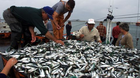 Descarga de sardinas en el puerto de Matosinhos en junio del 2000