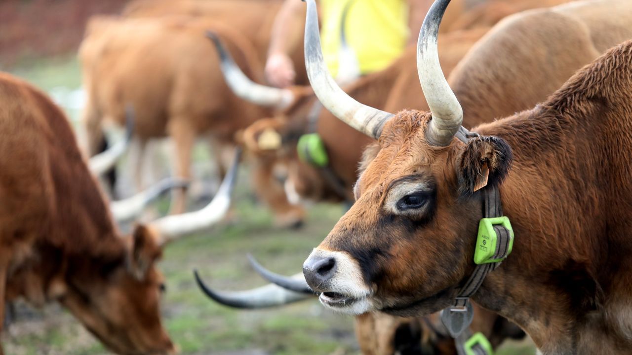 Medio Rural autoriza excepciones a la prohibición de pastoreo en las zonas quemadas el pasado verano