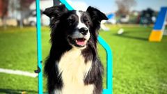 Chloe, laborder collie que representar a Espaa en el mundial canino de agilidad