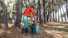 Ortegal, potencia en resina de pino