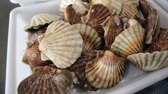 Vieiras, entre 2,50 y 3 euros en las plazas de la r�a de Pontevedra