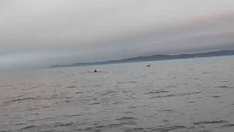 Avistan dos ballenas en la costa de Cai�n