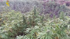 Marihuana plantada en Llanera
