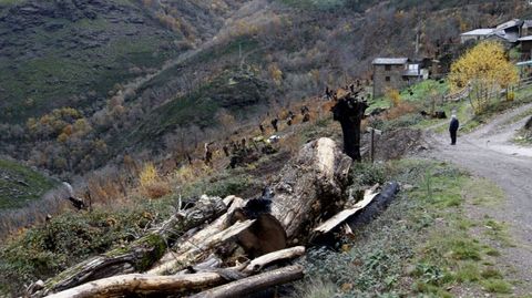 La p�rdida del souto en el 2022 cambi� el paisaje de la aldea de Vilar