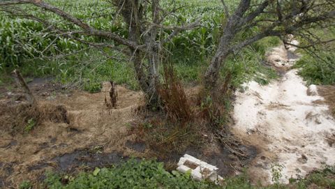 El vertido podr�a haber bajado por este canal y filtrase hasta el r�o. 