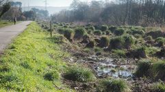 El degradado entorno de las bra�as de La��o, en Dodro, tras la tala de �rboles y con plantas acu�ticas invasoras