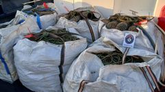 Marisco intervenido por Gardacostas de Galicia