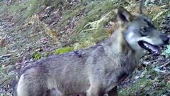 Un ejemplar de lobo ib�rico en un bosque de la sierra de O Courel en una captura de un v�deo realizado con la t�cnica del fototrampeo por alumnos del colegio Poeta Ux�o Novoneyra en el 2019