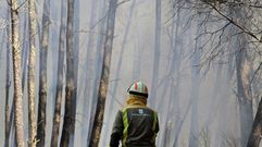 La mayor parte de la superficie quemada en A Ermida est� plantada con pinos
