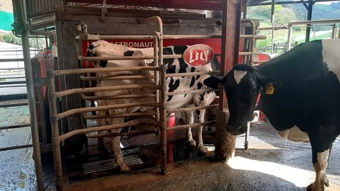 Una vaca a la espera de ser orde�ada