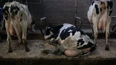 Im�genes de la ganader�a denunciada