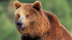 Fotograf�a de Ezequiel Mart�nez de un oso pardo, dentro de la exposici�n  Fauna esencial .