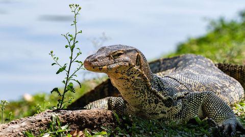Imagen de un varano, especie de reptil encontrado en el norte de Italia.