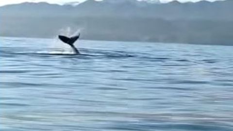 Una ballena jorobada en la costa de Llanes