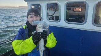 Pescan un tiburn martillo en la ra de Pontevedra