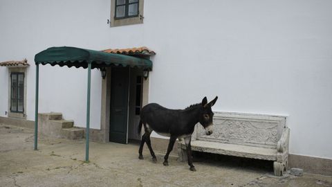 La burra Morita es la única habitante del recinto