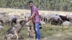 De Barcelona a Meira para criar ovejas