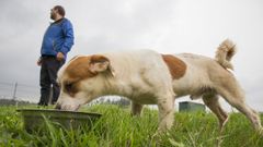 En las instalaciones de Cova do Lobo hay unos 140 perros de 28 municipios.