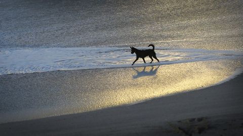Un perro en una playa gallega