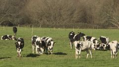 Imagen de archivo de un prado con vacas pastando
