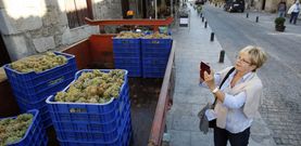 La vendimia se convirti� tambi�n en un atractivo tur�stico en Fefi��ns, donde los visitantes hicieron fotos a las uvas. 