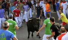 El novillo con el asta ensangrentada tras cornear a la v�ctima, durante el encierro de Cu�llar. 