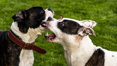 Un perro destroza la cara de un ni�o de 4 a�os en Daimuz