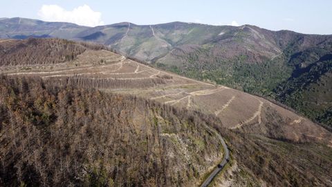 Zona de monte entre las aldeas de Froxn y O Mazo calcinada en el incendio del ao pasado y donde ahora trabajan a destajo las madereras cortando los rboles quemados