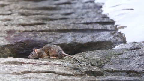 Una rata en el parque de A Xunqueira