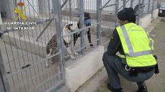 Muere un hombre en Alicante atacado los perros de su vecino