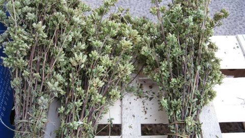 Plantas de or�gano en un mercado.
