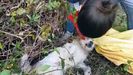 Rescate de un perro herido en Oviedo